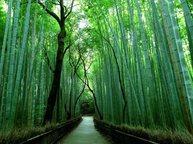 Знаменитый бамбуковый лес Сагано