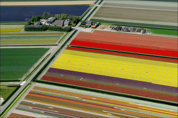tulip-fields-004