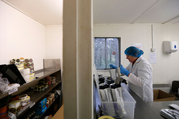 Ивонн Брайан , один из работников, упаковывает высушенные чайные листья в лаборатории. 
