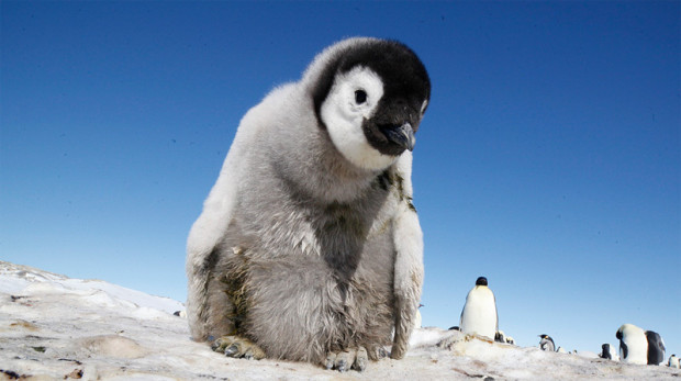 пингвинёнок