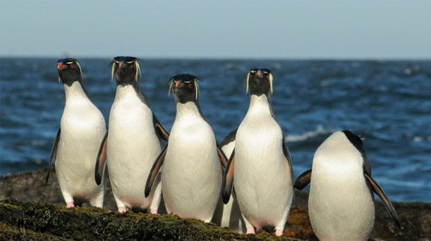 стадо пингвинов