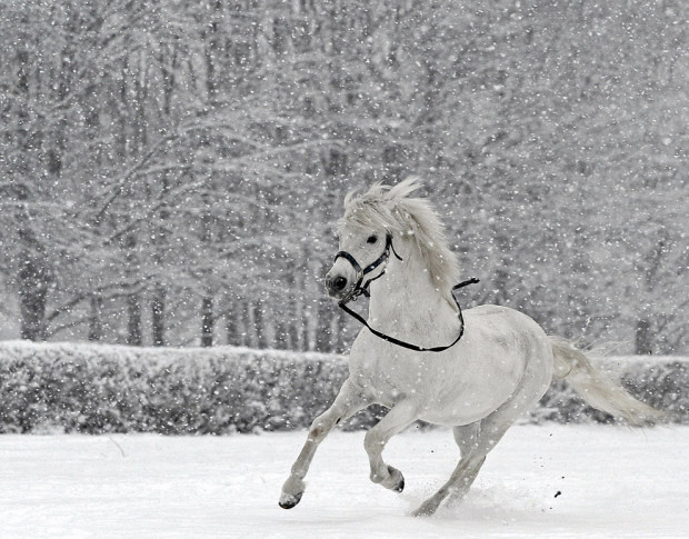 лошадь на снегу