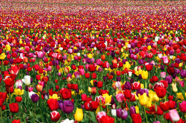 tulips11