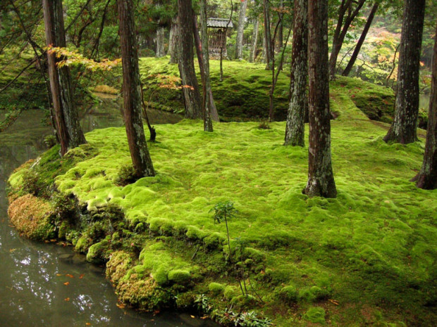 Японские сады мха