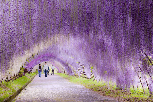wisteria-flower-tunnel-kawachi-fuji-garden-japan-2