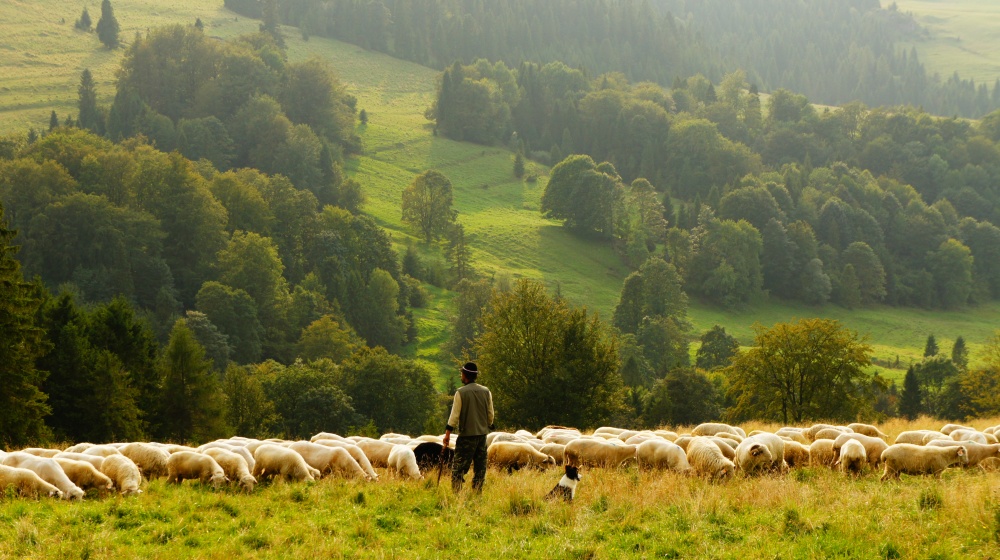 Овечья ферма Sheepworld (мир овец)