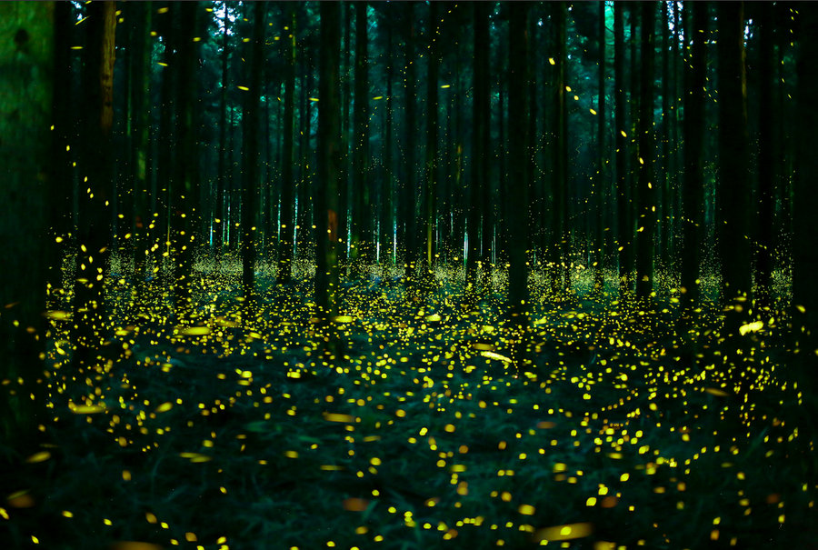 fireflies-6