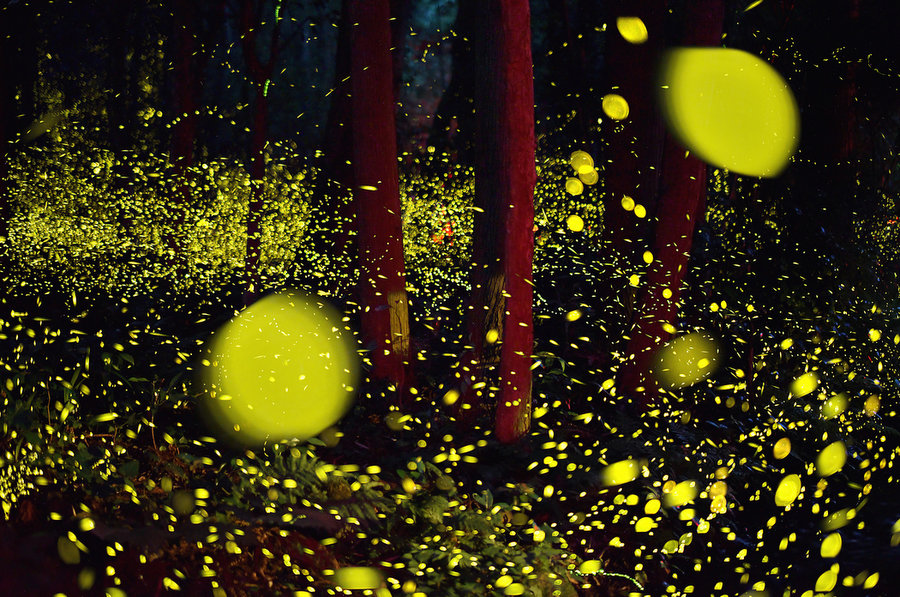 fireflies-7