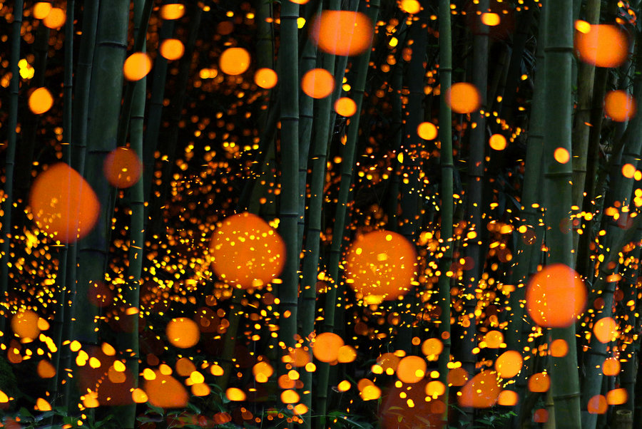 fireflies-8