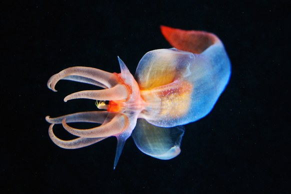 фото морских животных