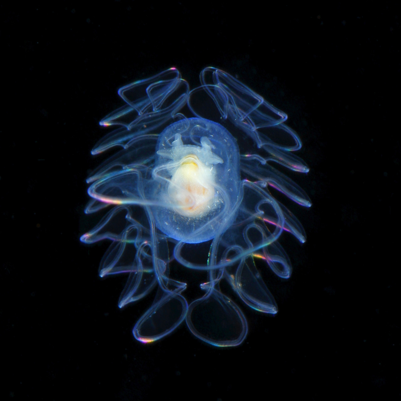 японский планктон