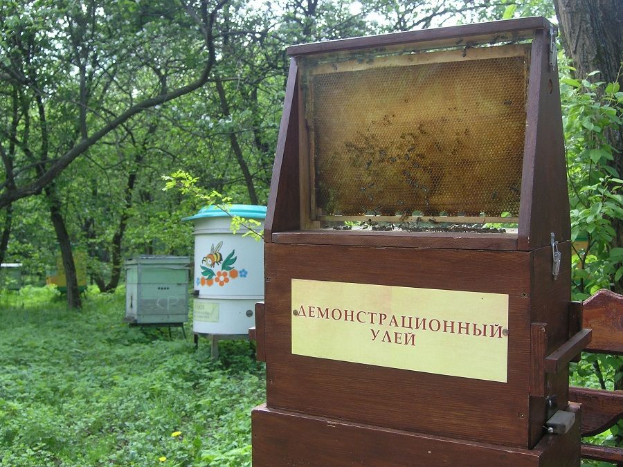 Фотография улья в Музее пчеловодства
