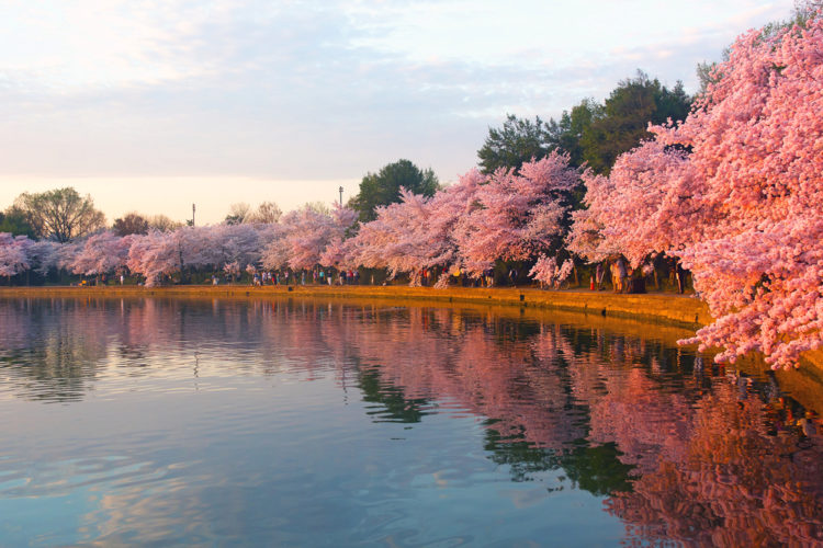 Фестиваль цветения сакуры - Что посмотреть в Вашингтоне
