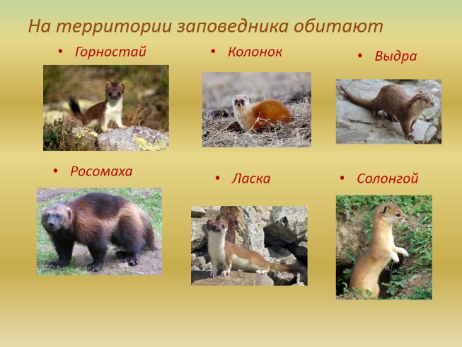 Баргузинский заповедник животные фото