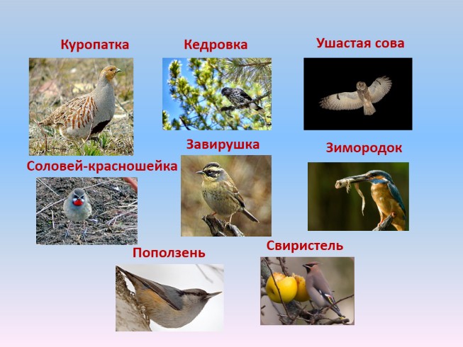 Баргузинский заповедник птицы фото