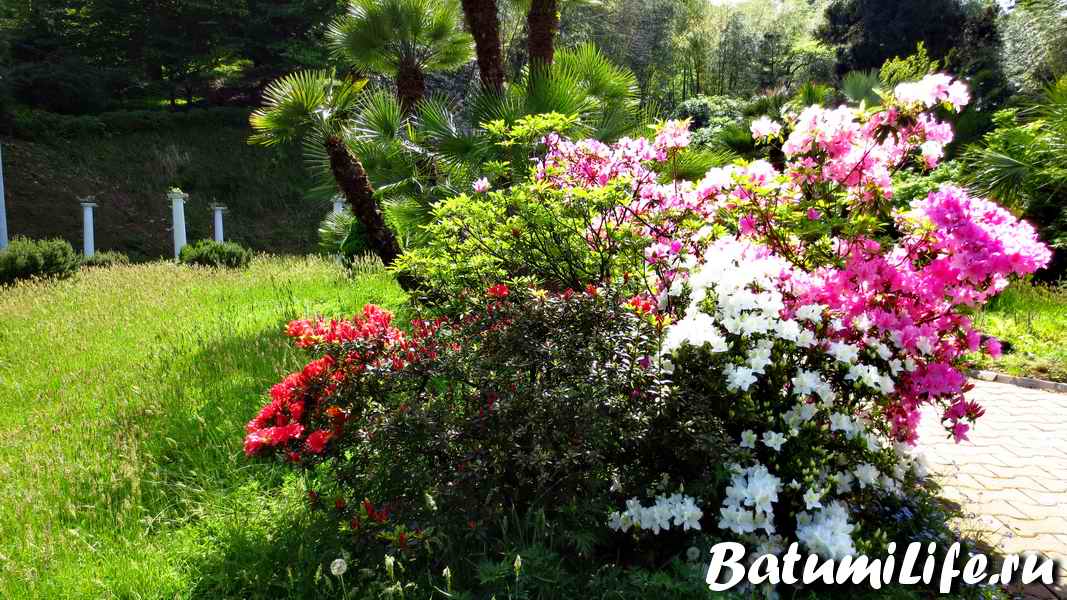 Ботанический cад Батуми