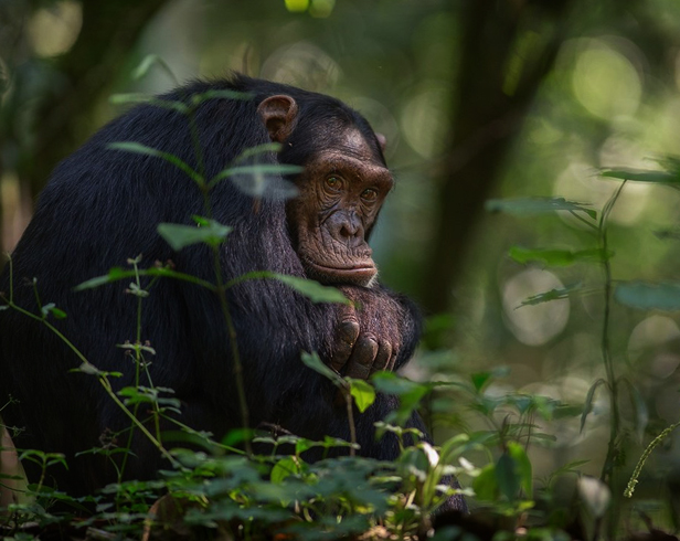 Заповедник шимпанзе