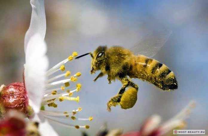 Бурзянская пчела