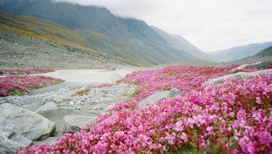 Алтайский заповедник. Где находится биосферный национальный парк, природа, животные, описание