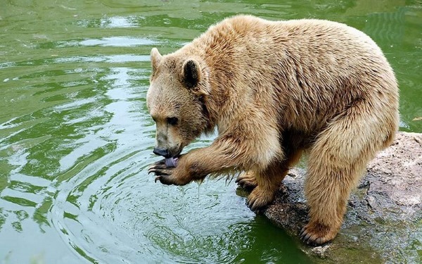 Сочинский национальный парк. Животные, растительный мир, фото и описание