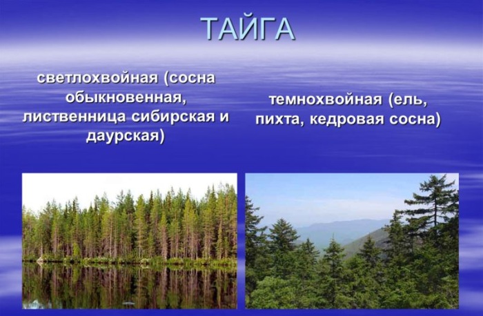 Тайга России. Фото, где находится, площадь, природа, животные, растения, климатические условия