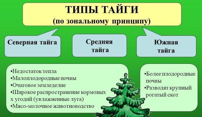 Тайга России. Фото, где находится, площадь, природа, животные, растения, климатические условия