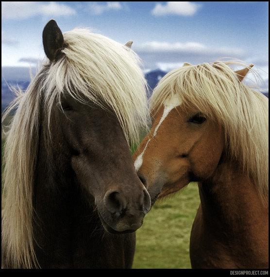 Лошадей на острове гораздо больше, чем людей, почти все коренастые, родной исландской породы, безумно любопытные. Завидев человека, сразу бегут знакомиться.