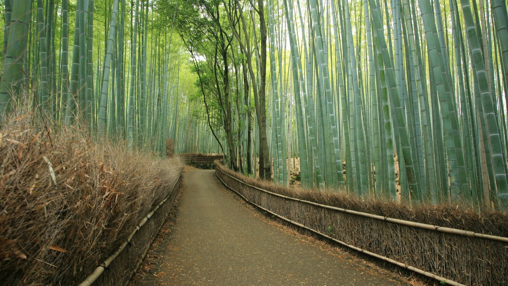Знаменитый бамбуковый лес Сагано